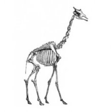 Vanilla Fly tavla artprint giraffe skeleton giraff tavla print